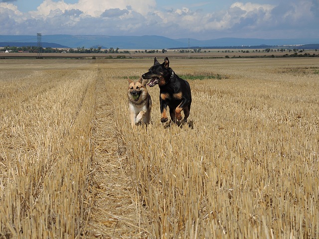Eco-Friendly Dyes Land of Dogs